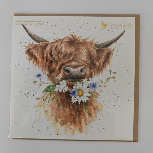 'Daisy Coo' Highland Cow Card